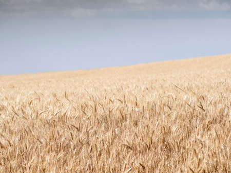 Freshly cut and rolled Hay Bales lay on a field.の写真素材
