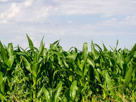 General view of green leaves, Green cornfields at sunset.の写真素材