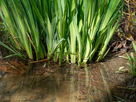 Refreshing Water from a spring flowing in a relaxing way among aquatic flowers.