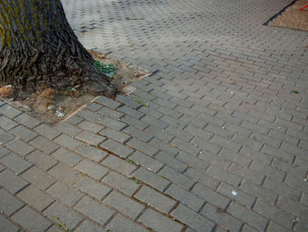 several Uneven bricks floor around pine tree damaged by growth and careless