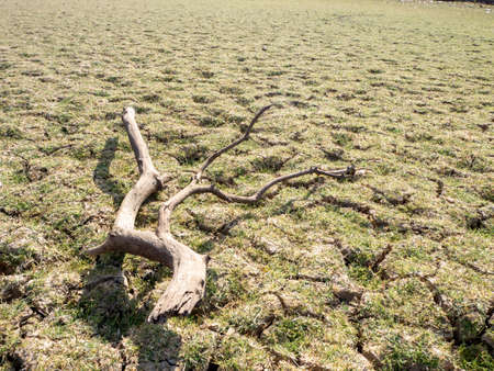 Climate change image of a reservoir with a dry tree branch. Concept of droughtの写真素材