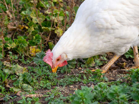 Organic domestic chicken on a sustainable farm. Concept healthy foodの写真素材