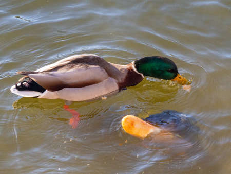 bright wild duck in muddy river waterの写真素材