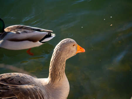 goose swimming in a pond in springtimeの写真素材