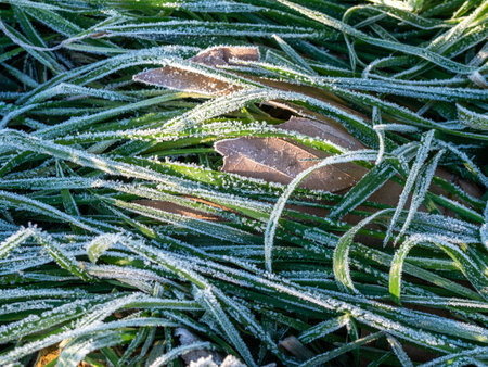 Frozen grass in winter in a meadowの写真素材