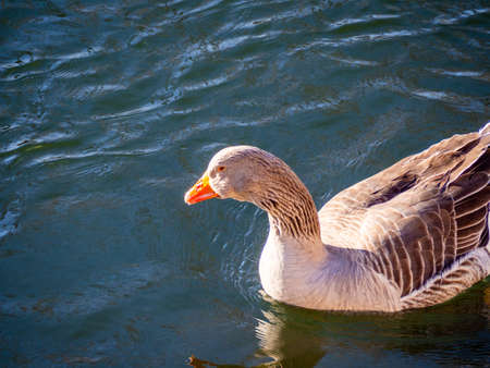 goose swimming in a pond in springtimeの写真素材