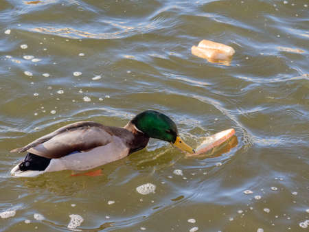 bright wild duck in muddy river waterの写真素材