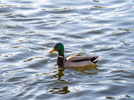 Anas platyrhynchos is swimming in the Duero riverの写真素材