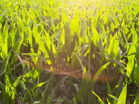 Maize corn field at sunset with sun rays