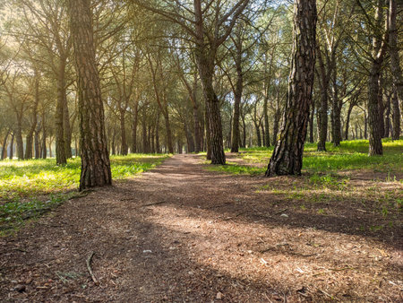 The road is forest and a lot of different plantsの写真素材