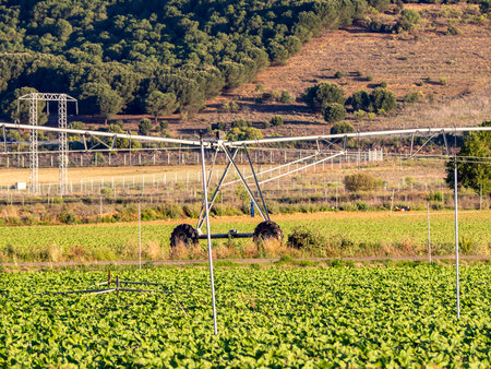 Crop Irrigation using the center pivot sprinkler systemの写真素材