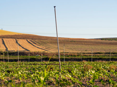Ecological farm with spinkler irrigation system. Sustainable cultivationの写真素材