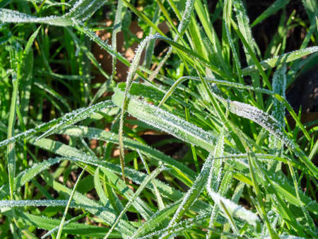 Frozen grass in winter in a meadowの写真素材