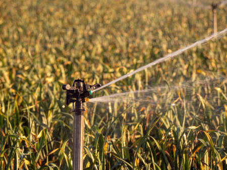 cultivation field with irrigation on an organic farm. Concept of sustainabilityの写真素材