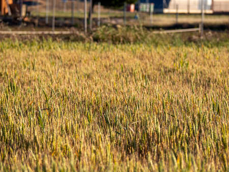 Ecological and sustainable planting of a sunflower fieldの写真素材