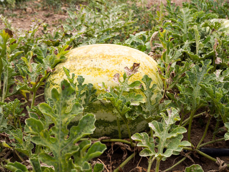 watermelons grown in an organic plantation. Sustainability conceptの写真素材