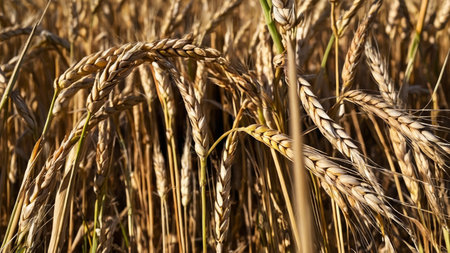 agricultural abundance, featuring vast farmland adorned with golden wheat grains, basking in the glow of summertimeの写真素材