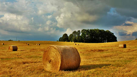 Masuria  Field  Harvest.