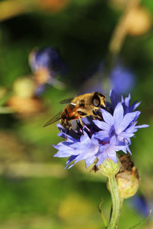 Bumblebee, part, bee. Bumblebee, wasp, bee.