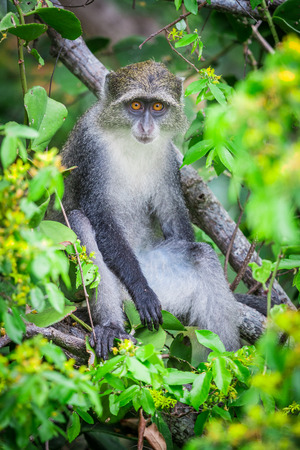 A Blue Monkey in the lush jungles of Zanzibar, Tanzania.