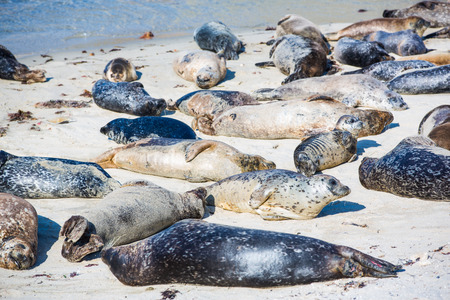 A group of Harbor Seals take a nap on the California coast.の写真素材