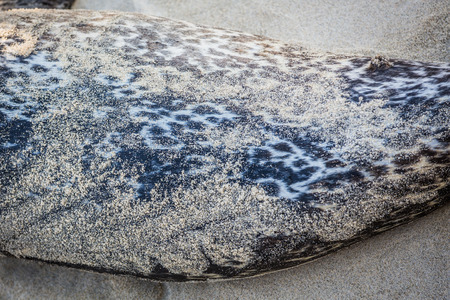 Sand and glistening Harbor Seal fur.の写真素材