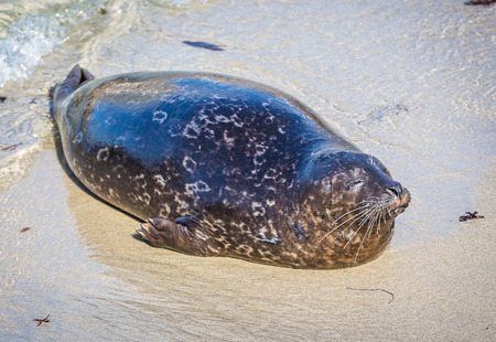 A Harbor Seal in California.の写真素材