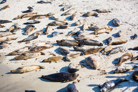 Harbor Seals on the beaches of California.の写真素材