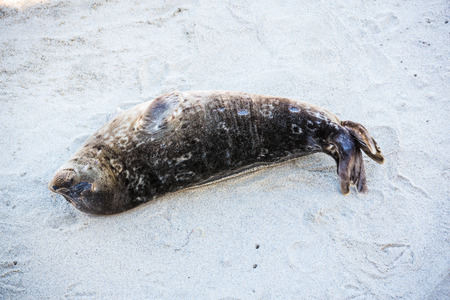 A Harbor seal rests on the beaches of La Jolla, California.の写真素材