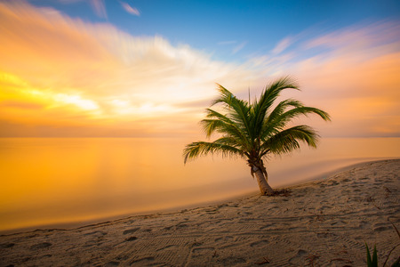 A beautiful sunset and palm tree on the beach.の写真素材