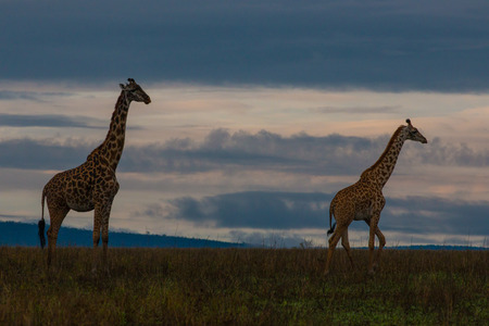 Two giraffes in the evening light of Tanzania.の写真素材