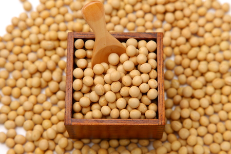 soybeansの写真素材