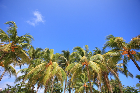 Palm trees of the tropical islandの写真素材