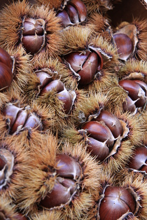 chestnutの写真素材