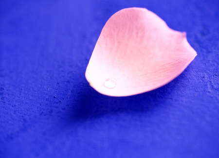 pink petalの写真素材