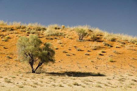 KALAHARI RED DUNESの写真素材