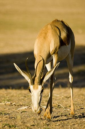 SPRINGBOK WALKING