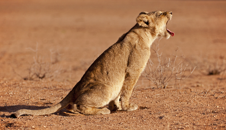 Young sleepy lion. の写真素材