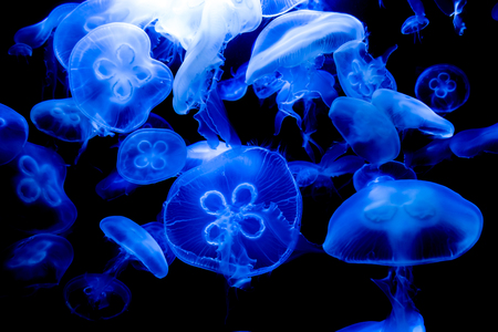 blue jellyfishes swimming in an aquariumの写真素材