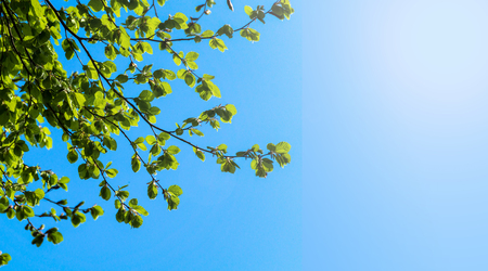 Beautiful leaves of a tree with a blue shiny sky.の写真素材