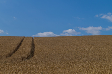 A dry wheat field in Germany. No rain for a long time and the field destroyed by drought.の写真素材