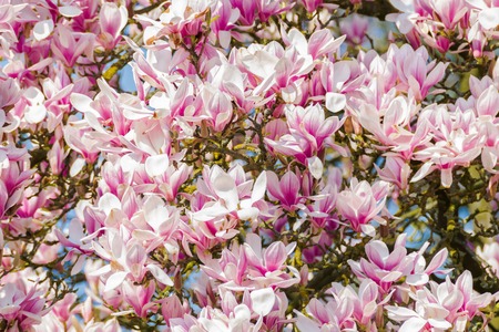 Magnolia pink blossom tree flowers.の写真素材