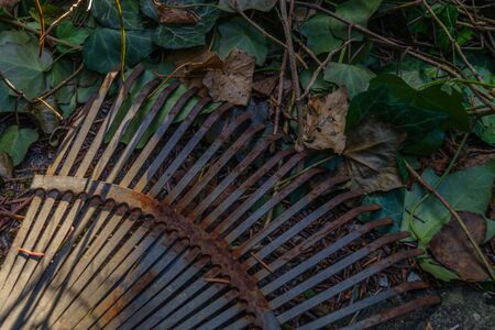 Old rake in backyard with fallen autumn leave.の写真素材
