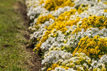 Beautiful flower bed of white and yellow pansy flowers in the garden.の写真素材