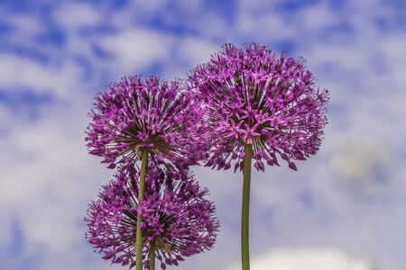 Three beautiful blooming blue sensation allium against blue sky in the garden.の写真素材