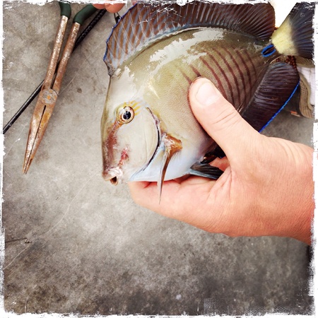 Fishing 