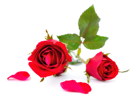 Red roses on white backgroundの写真素材