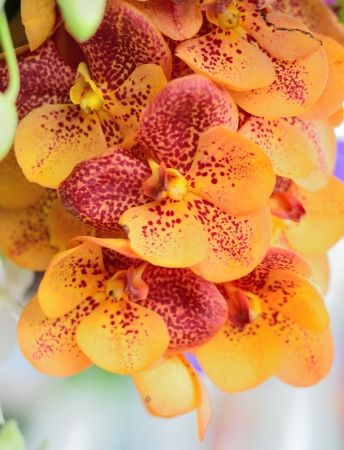Close up of orchid bouquetの写真素材