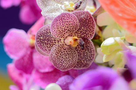 Close up of orchid flower