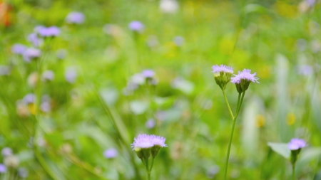 Background of Flowers Fieldの写真素材